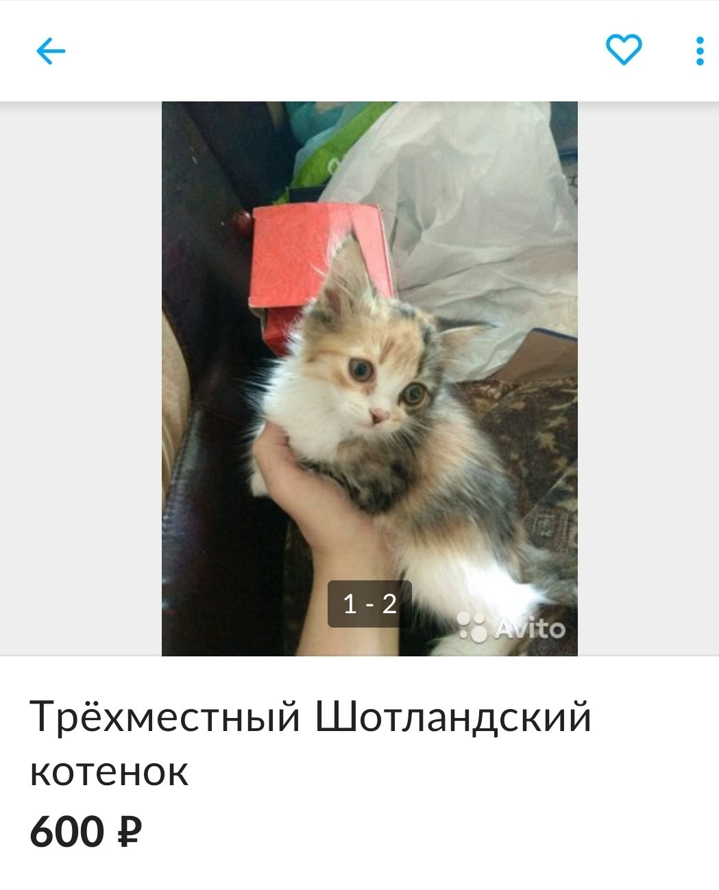 Suddenly - Suddenly, Kittens, Funny ads