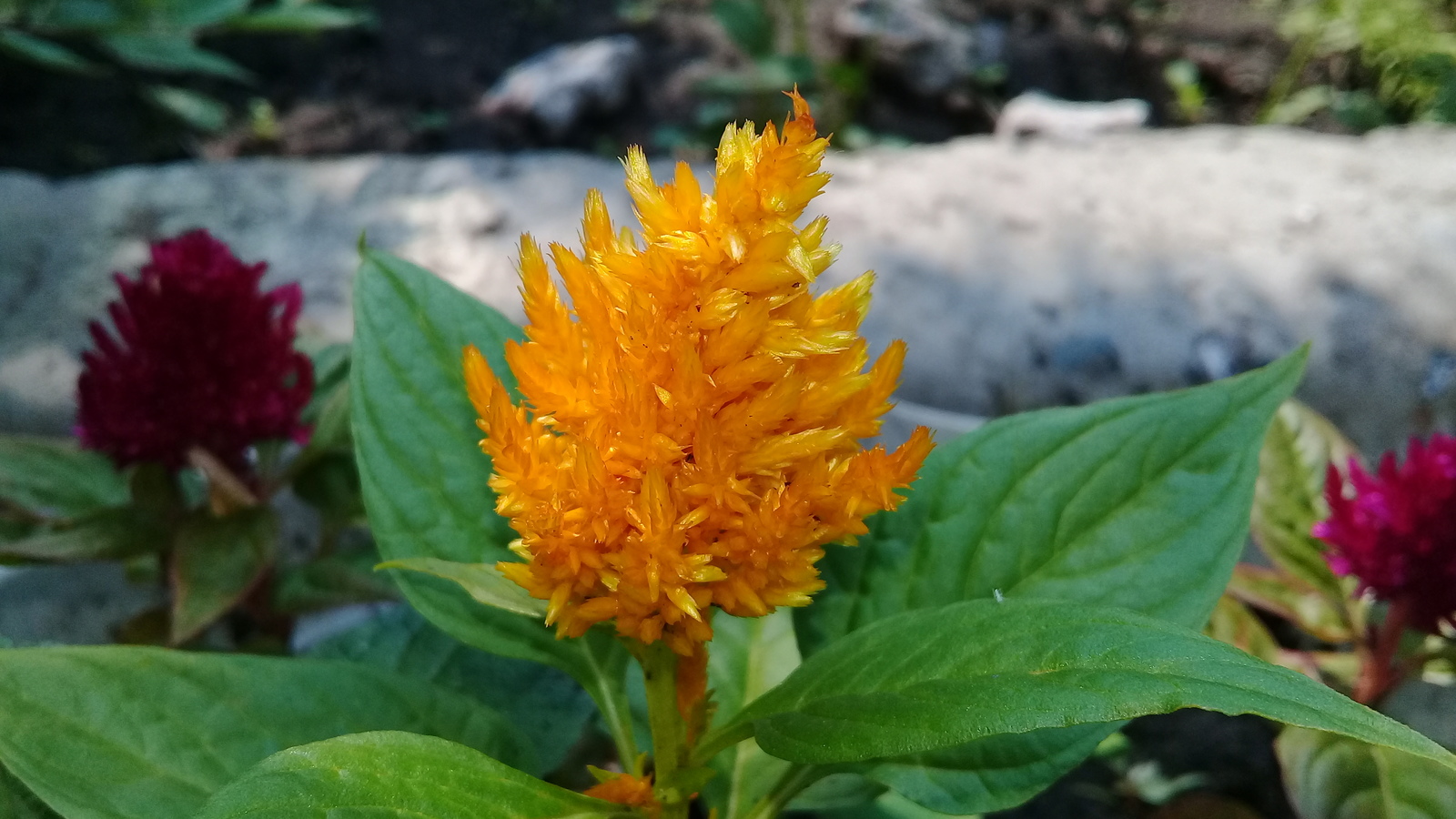 yellow scallop - My, Flowers, Yellow