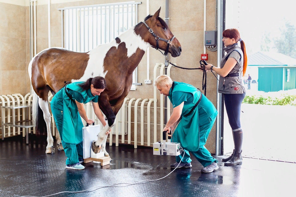 Ветеринар в в часть. Рентген лошади. Ветеринария. Ветеринария лошади. Оборудование ветеринара.