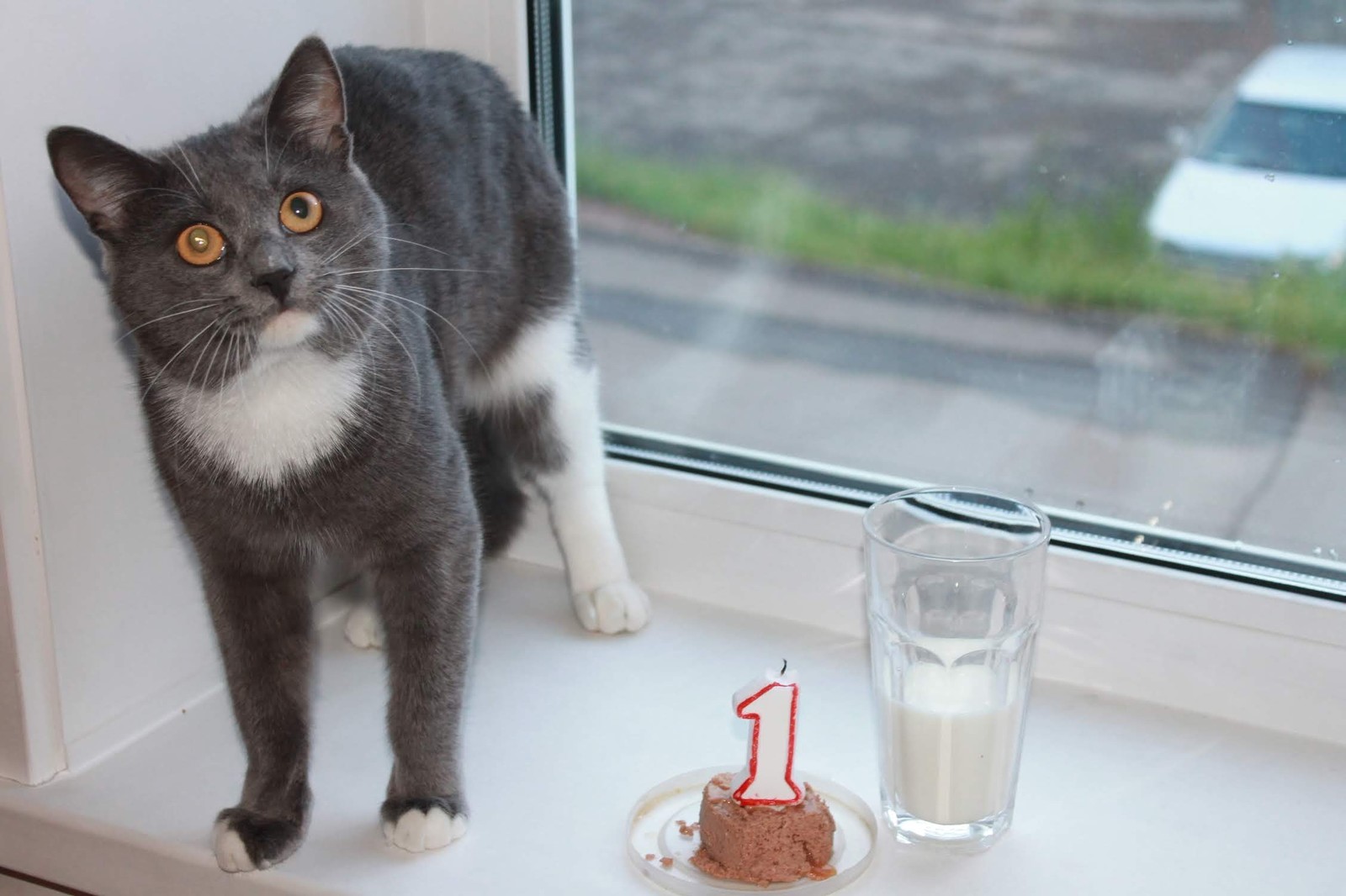 Sema celebrated his first birthday - My, cat, Cat Semen, Birthday, Longpost