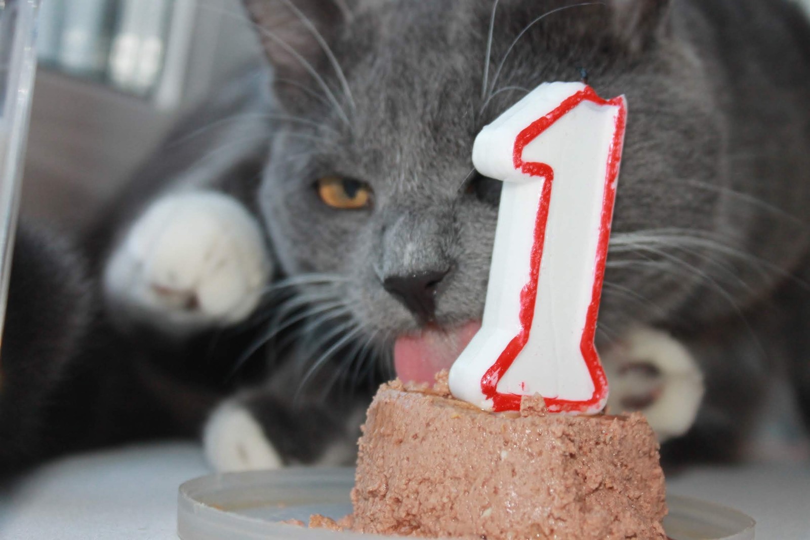 Sema celebrated his first birthday - My, cat, Cat Semen, Birthday, Longpost