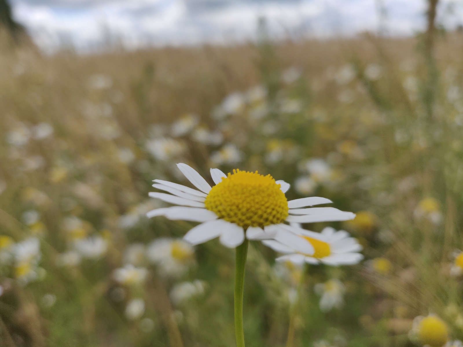 Nature. - My, The photo, Nature, Chamomile, Beginning photographer, Longpost