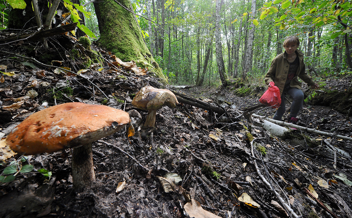 The Ministry of Agriculture wanted to regulate the collection of wild mushrooms, berries and plants - news, Politics