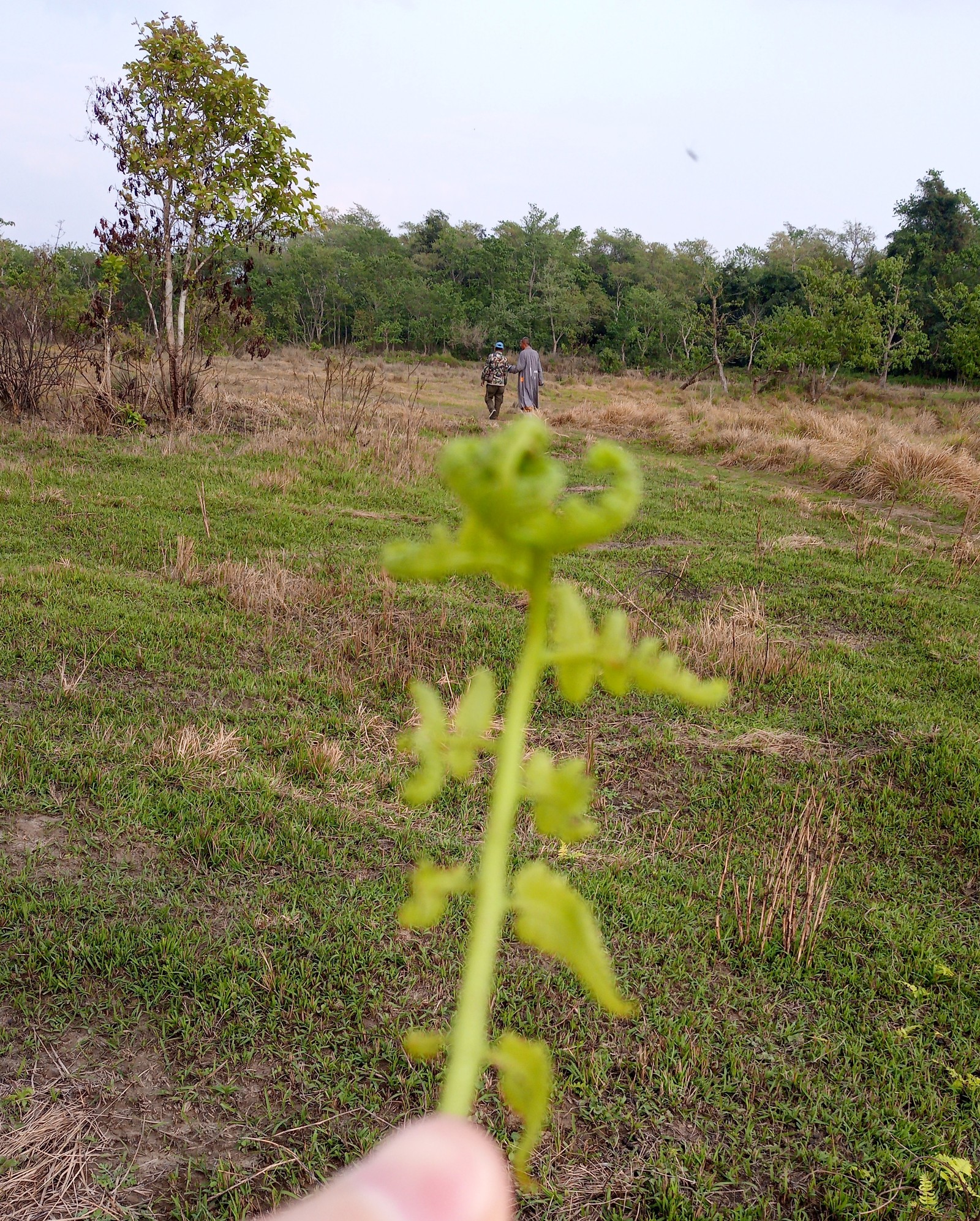 Exotic and not so, fruits and not fruits. - My, Фрукты, Exotic, India, Nepal, Indonesia, Longpost