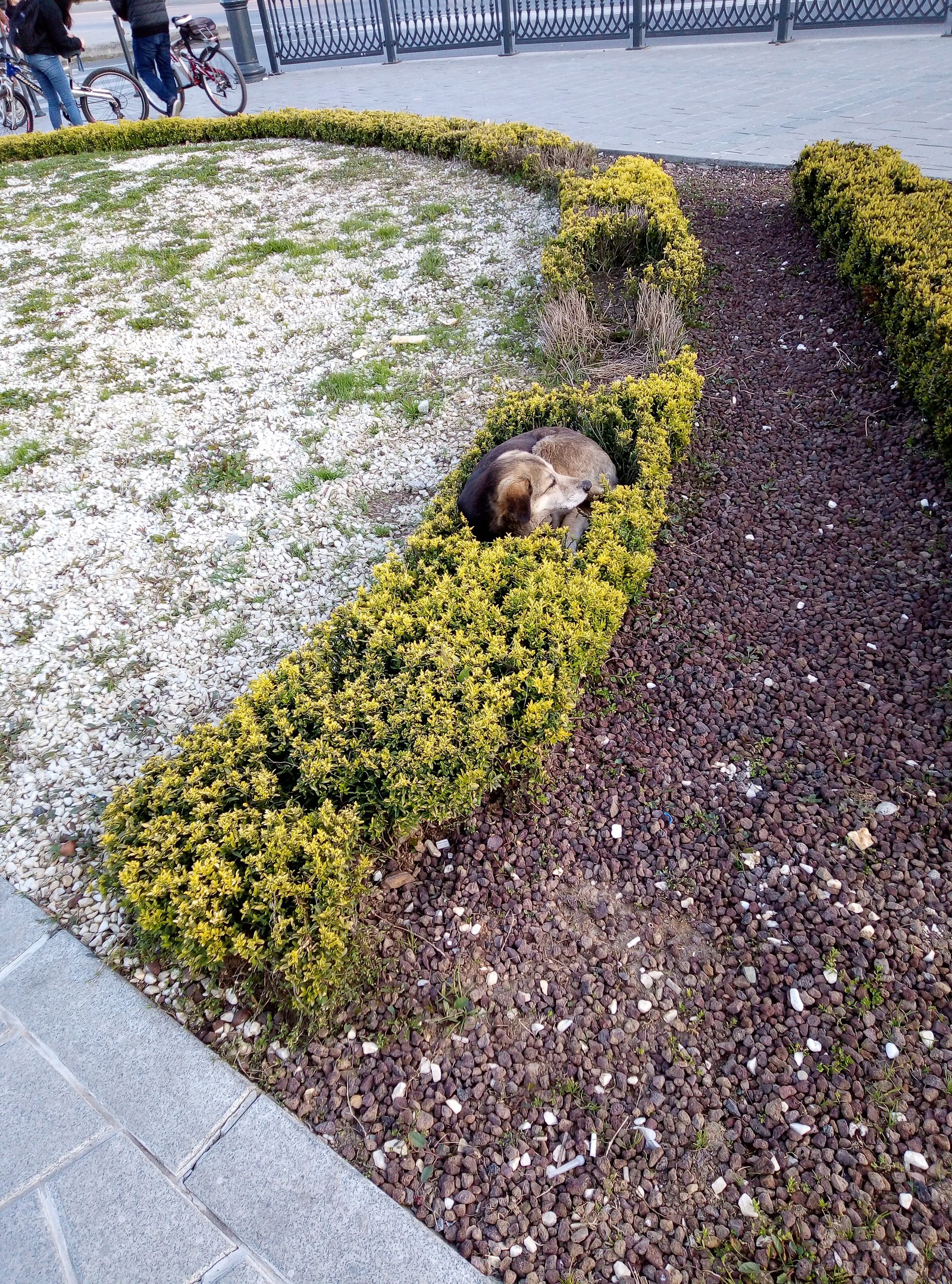 Good boy - My, Good boy, Stray dogs, Longpost, Animals, Cur, Relaxation