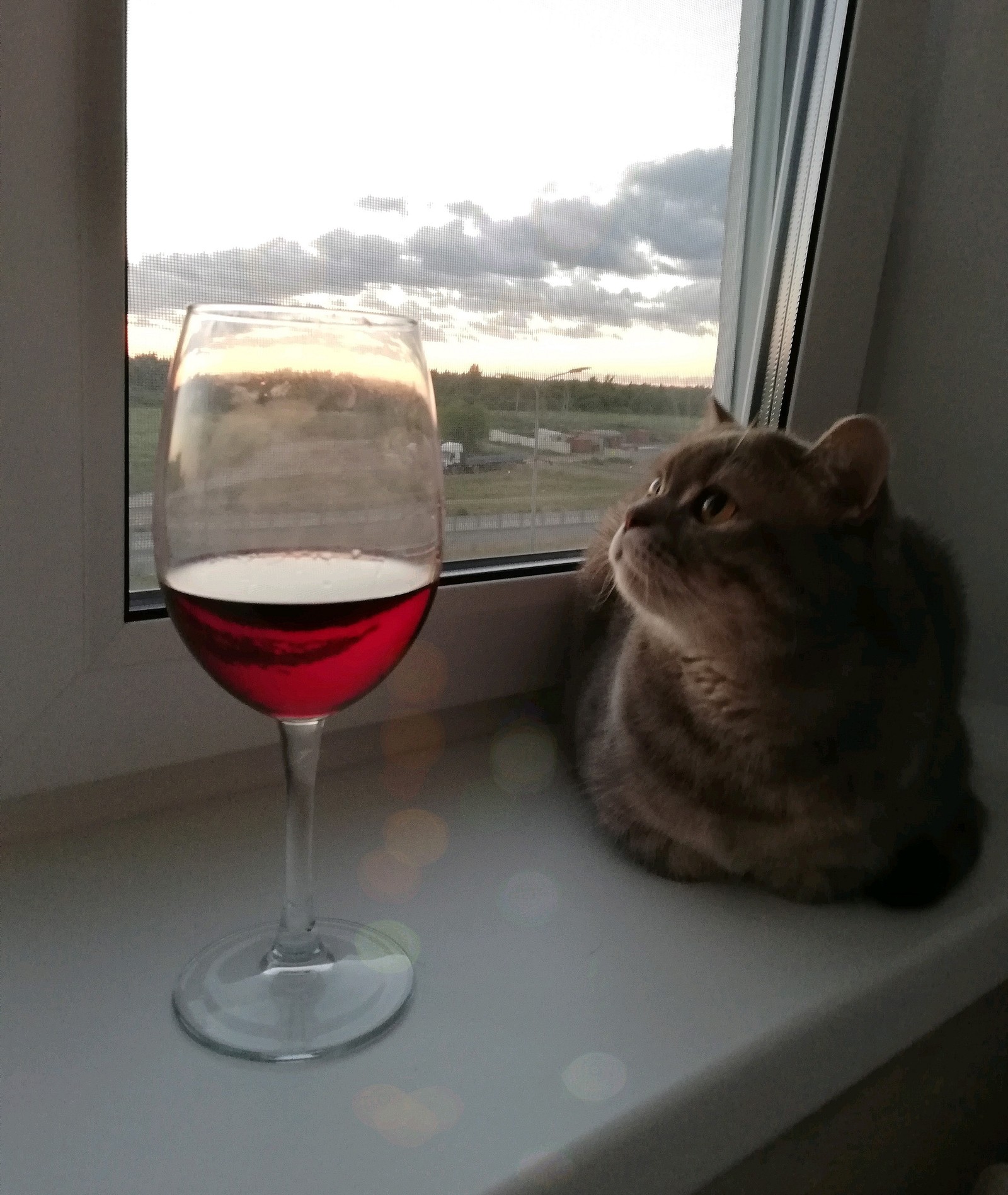 What do cats think about at sunset? - My, cat, Wine