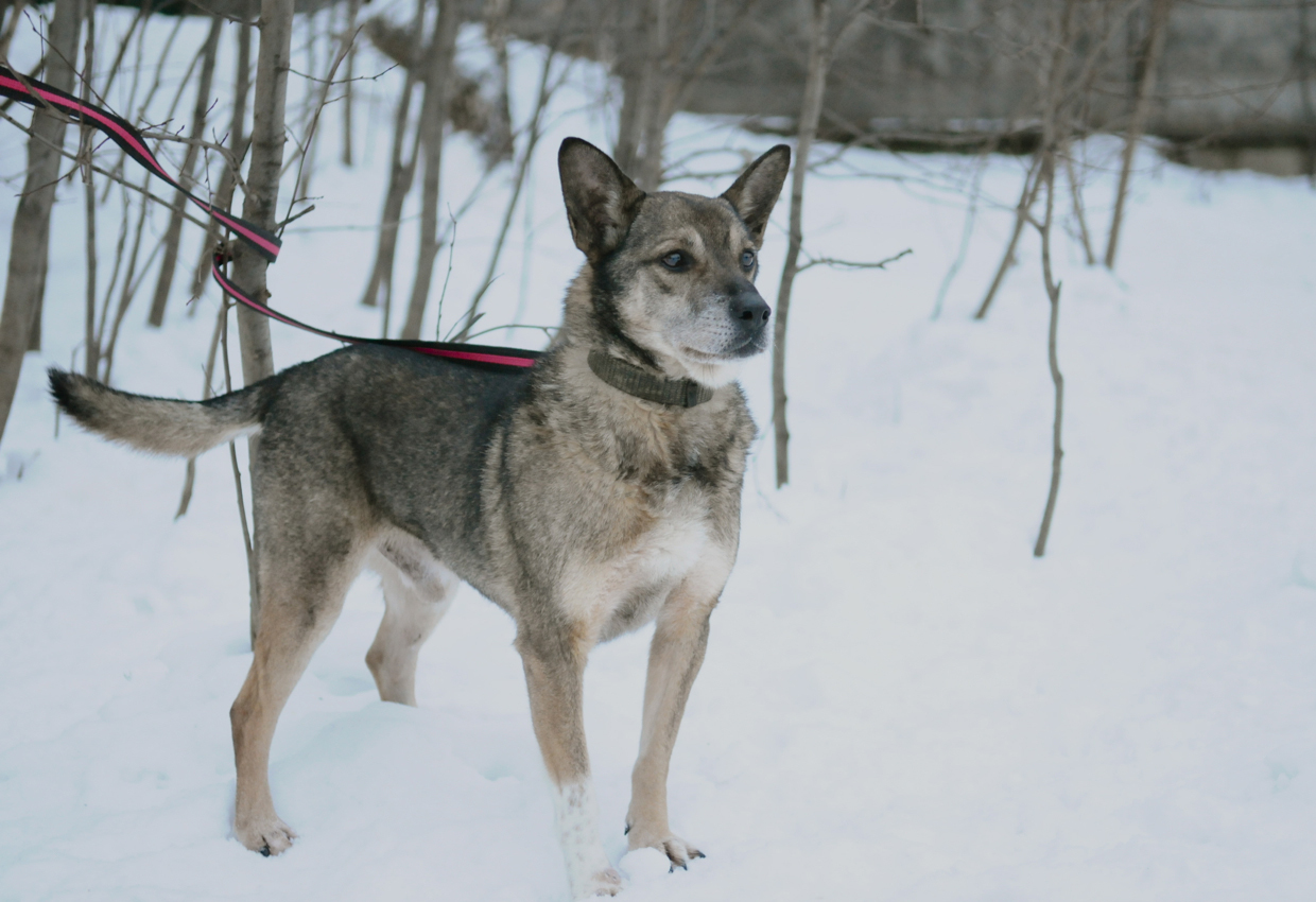 In memory of Venik - My, Pets, A loss, Death, Friend of human, Dog, Longpost