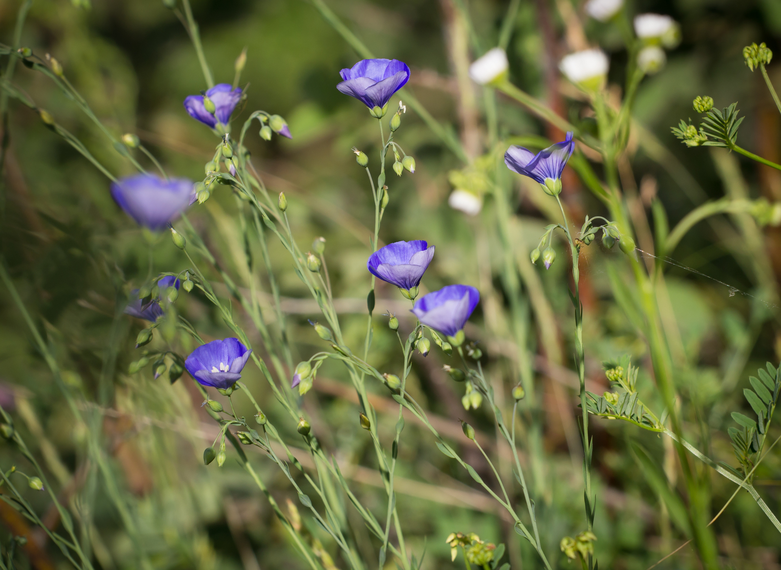 Day in the rhythm of Flax - My, Grass, Flax, Nature, Longpost, Flowers, Marshy woodlands