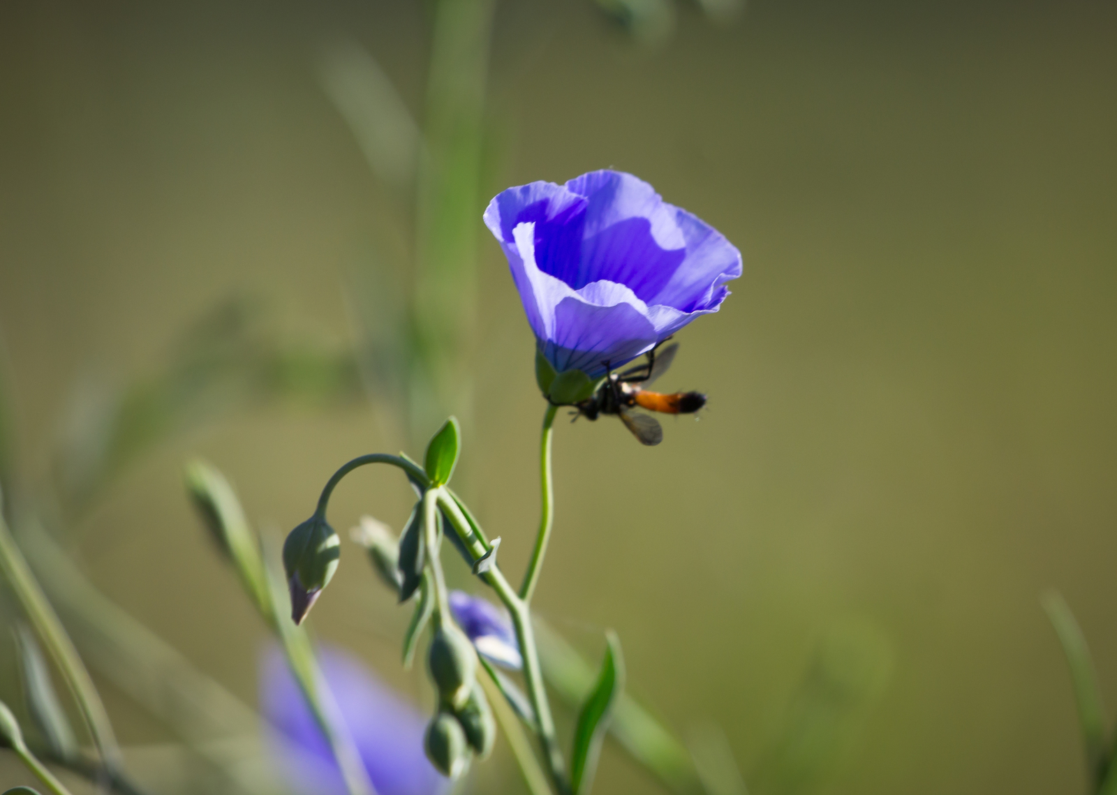 Day in the rhythm of Flax - My, Grass, Flax, Nature, Longpost, Flowers, Marshy woodlands