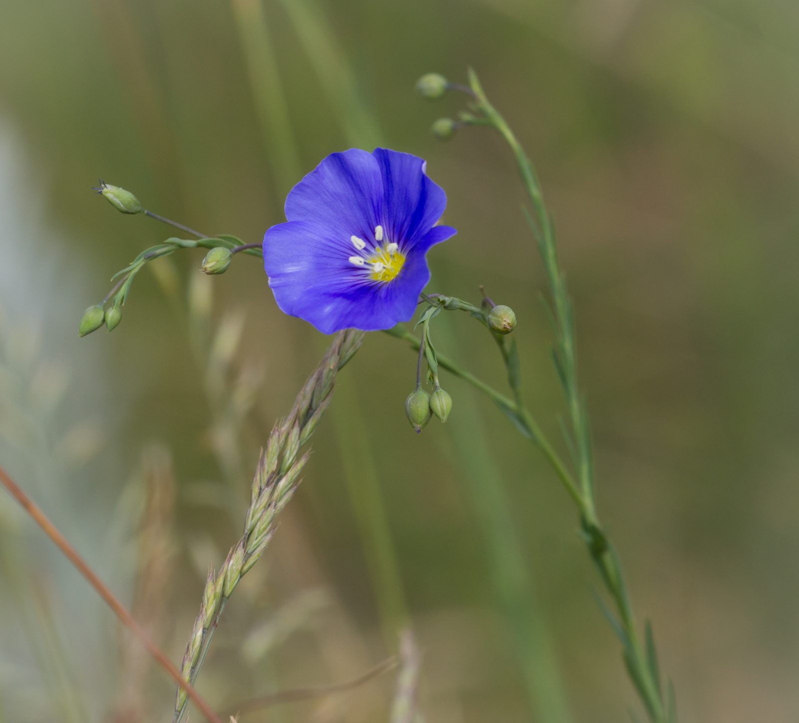 Day in the rhythm of Flax - My, Grass, Flax, Nature, Longpost, Flowers, Marshy woodlands