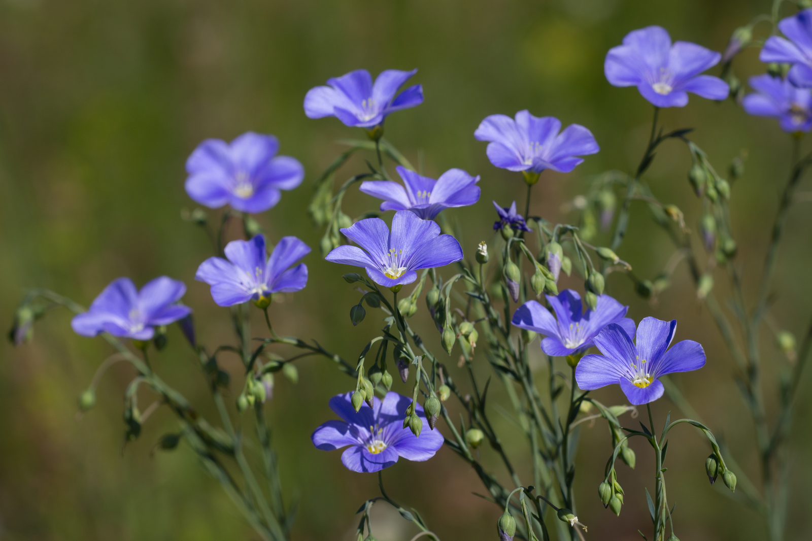 Day in the rhythm of Flax - My, Grass, Flax, Nature, Longpost, Flowers, Marshy woodlands