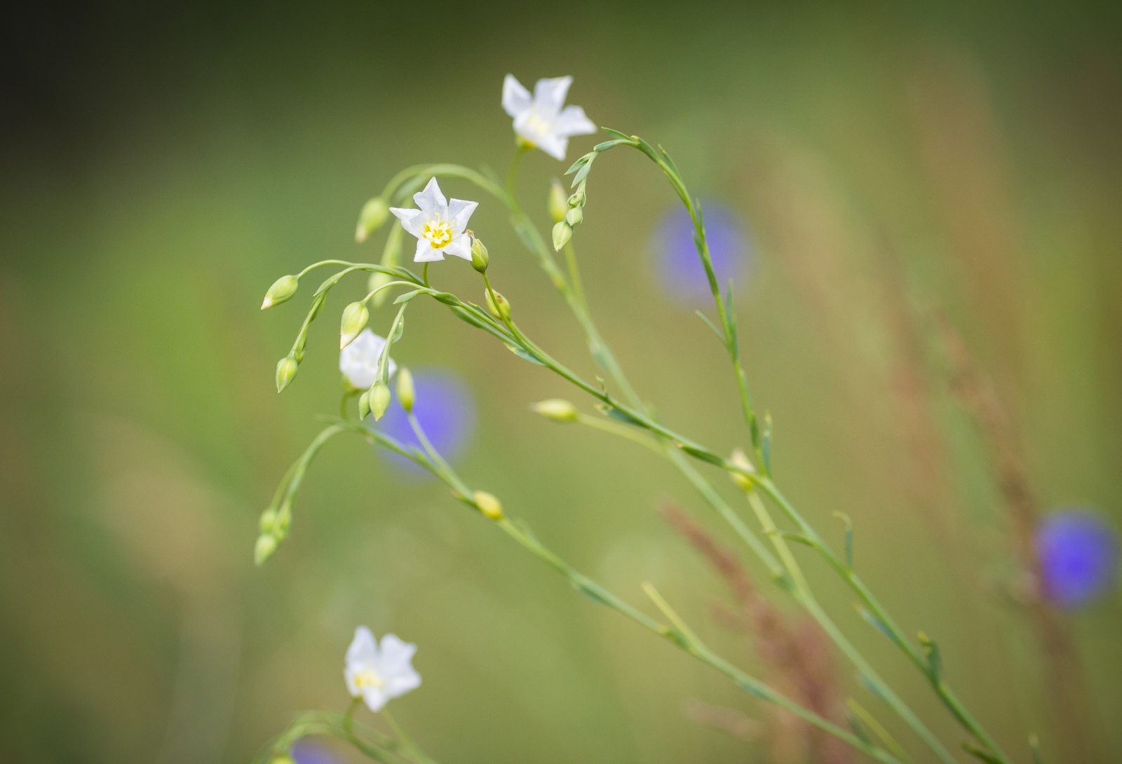 Day in the rhythm of Flax - My, Grass, Flax, Nature, Longpost, Flowers, Marshy woodlands