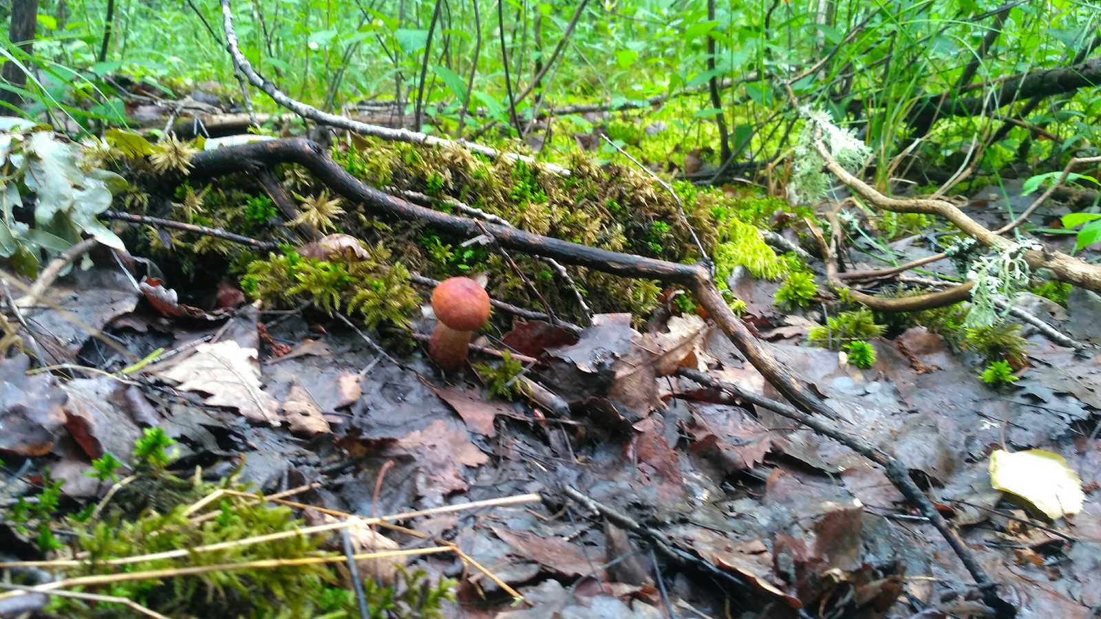 Weekends are not always needed for relaxation. - My, Walk in the woods, Weekend, Pieces of wood from Sasha, Longpost