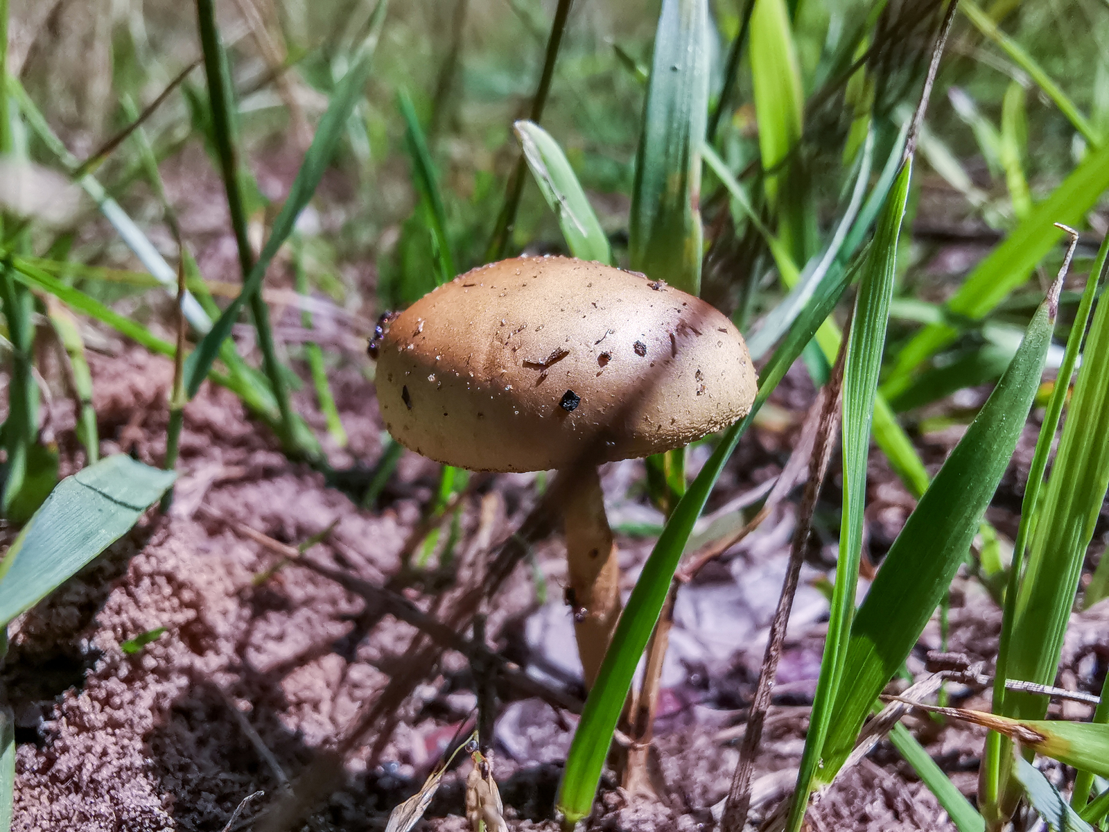 Photo bike ride - My, Dzerzhinsk, Longpost, Mobile photography, Huawei mate 20, A bike, Nature, Berries, Mushrooms