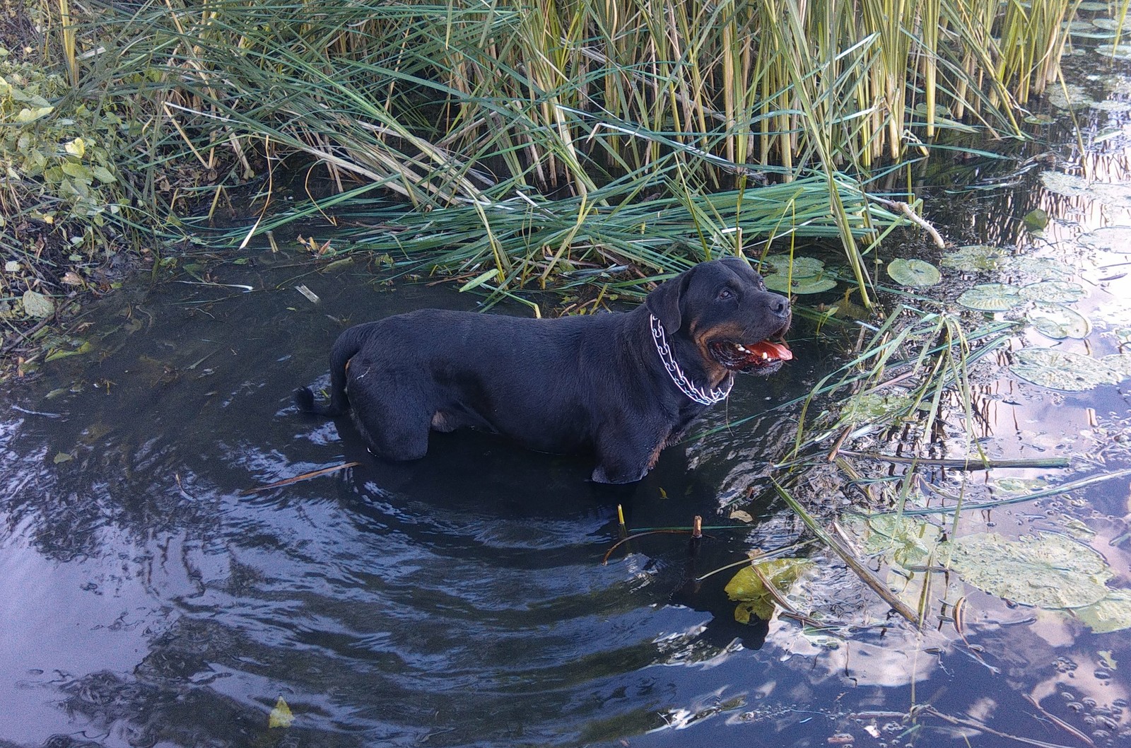 To each his own - My, Dog, cat, Nature, Relaxation, Rottweiler, Longpost