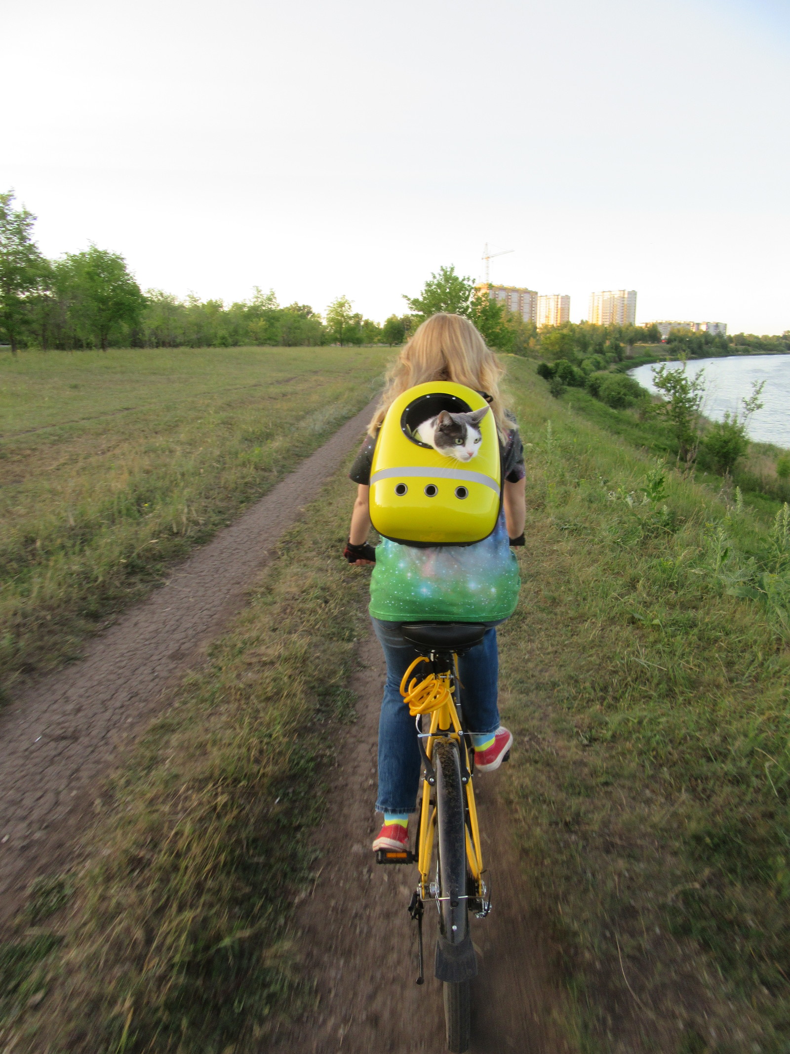 Cattaxi :) - My, cat, A bike, Catomafia, Longpost