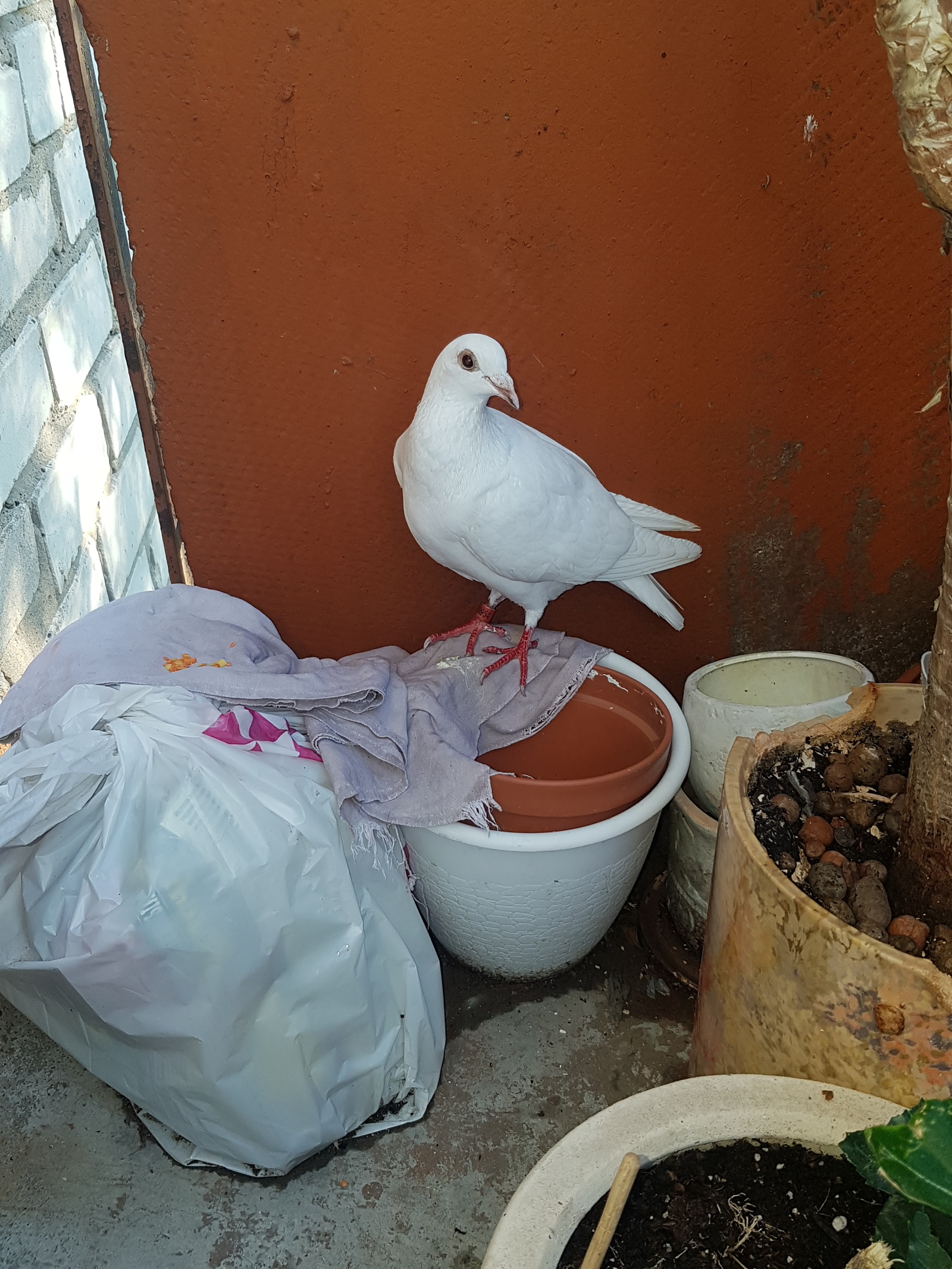 Who are you? and what to do with you? - My, Birds, Albino, Longpost