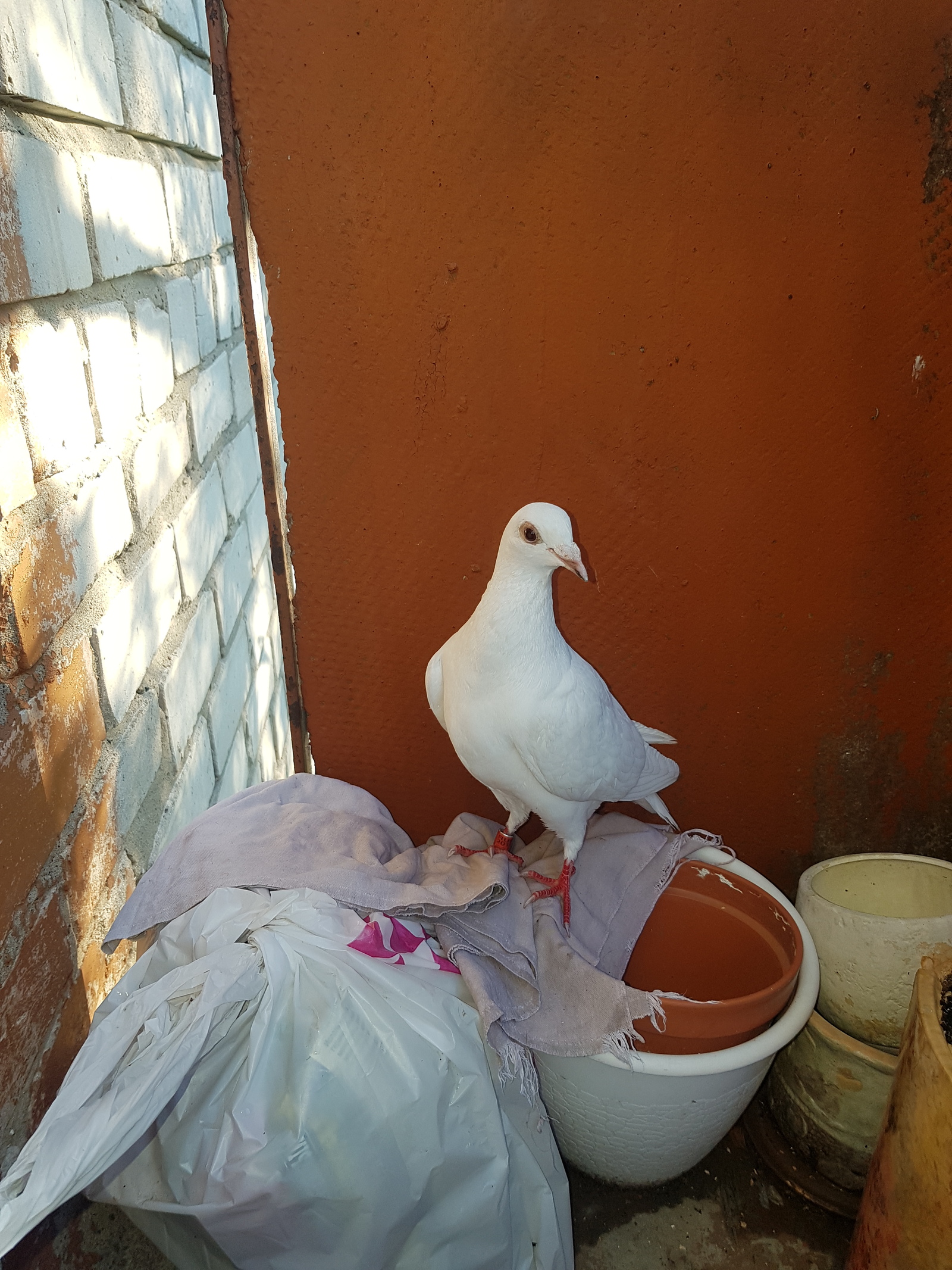 Who are you? and what to do with you? - My, Birds, Albino, Longpost