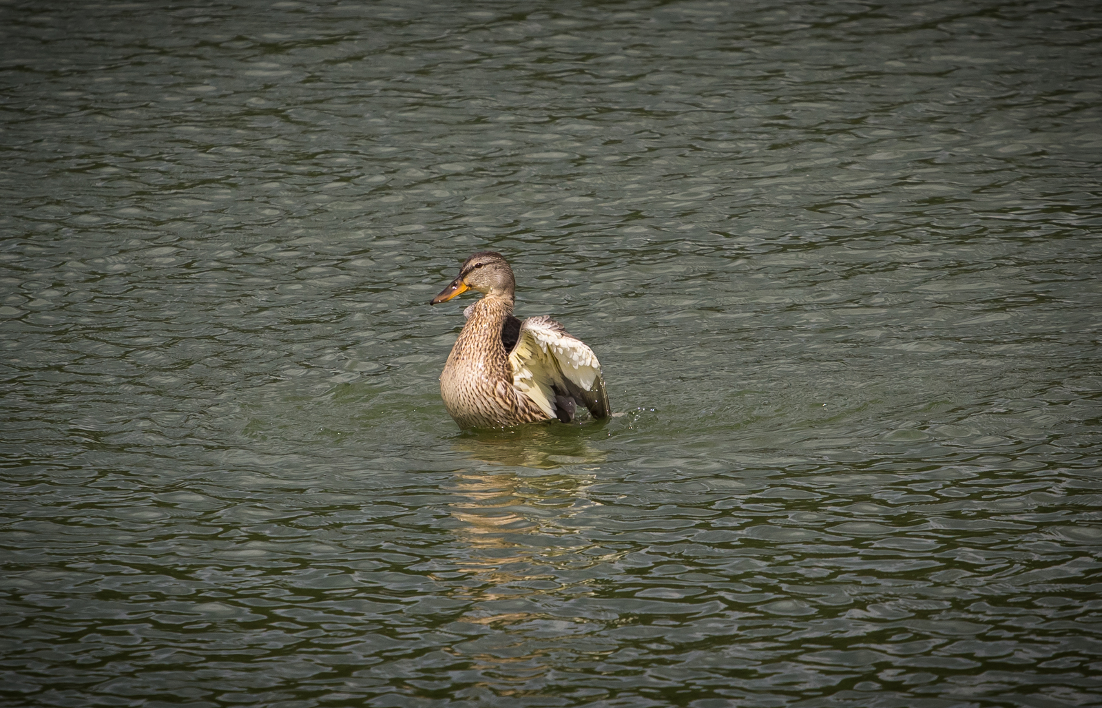 Dancing on the water - My, Duck, Mallard duck, Longpost