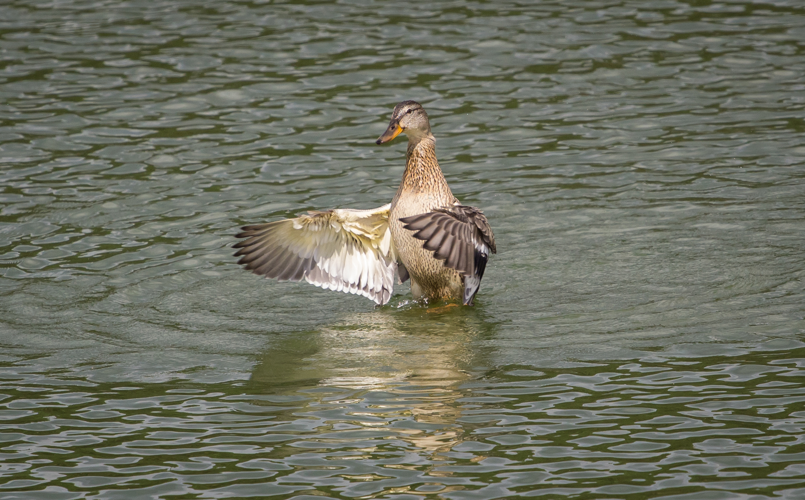 Dancing on the water - My, Duck, Mallard duck, Longpost