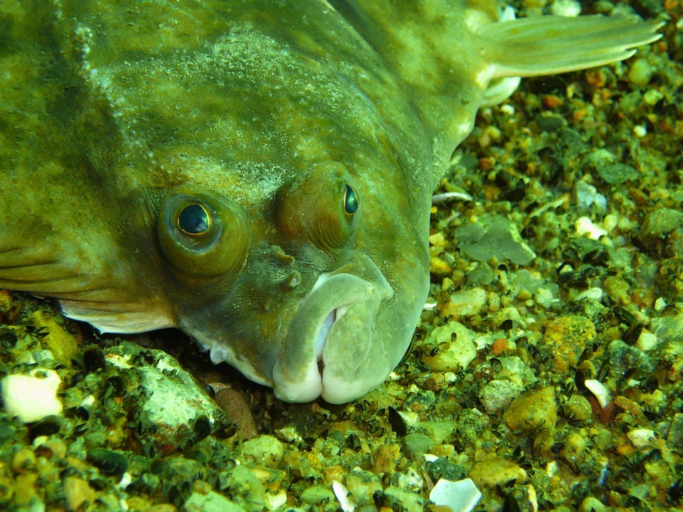 Sometimes I feel like I'm a flounder - Plaice, Work, , Longpost, Skepticism