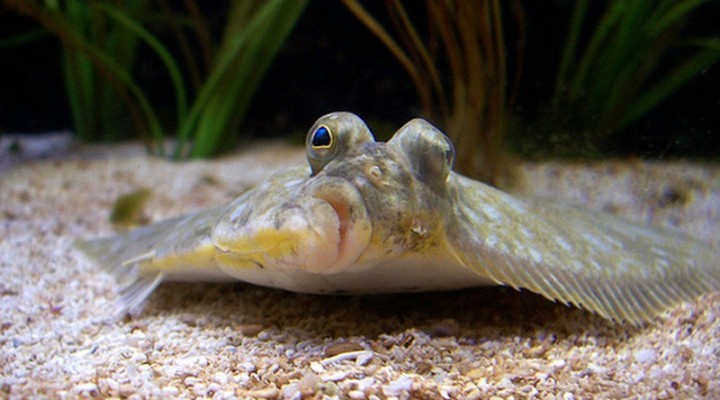 Sometimes I feel like I'm a flounder - Plaice, Work, , Longpost, Skepticism