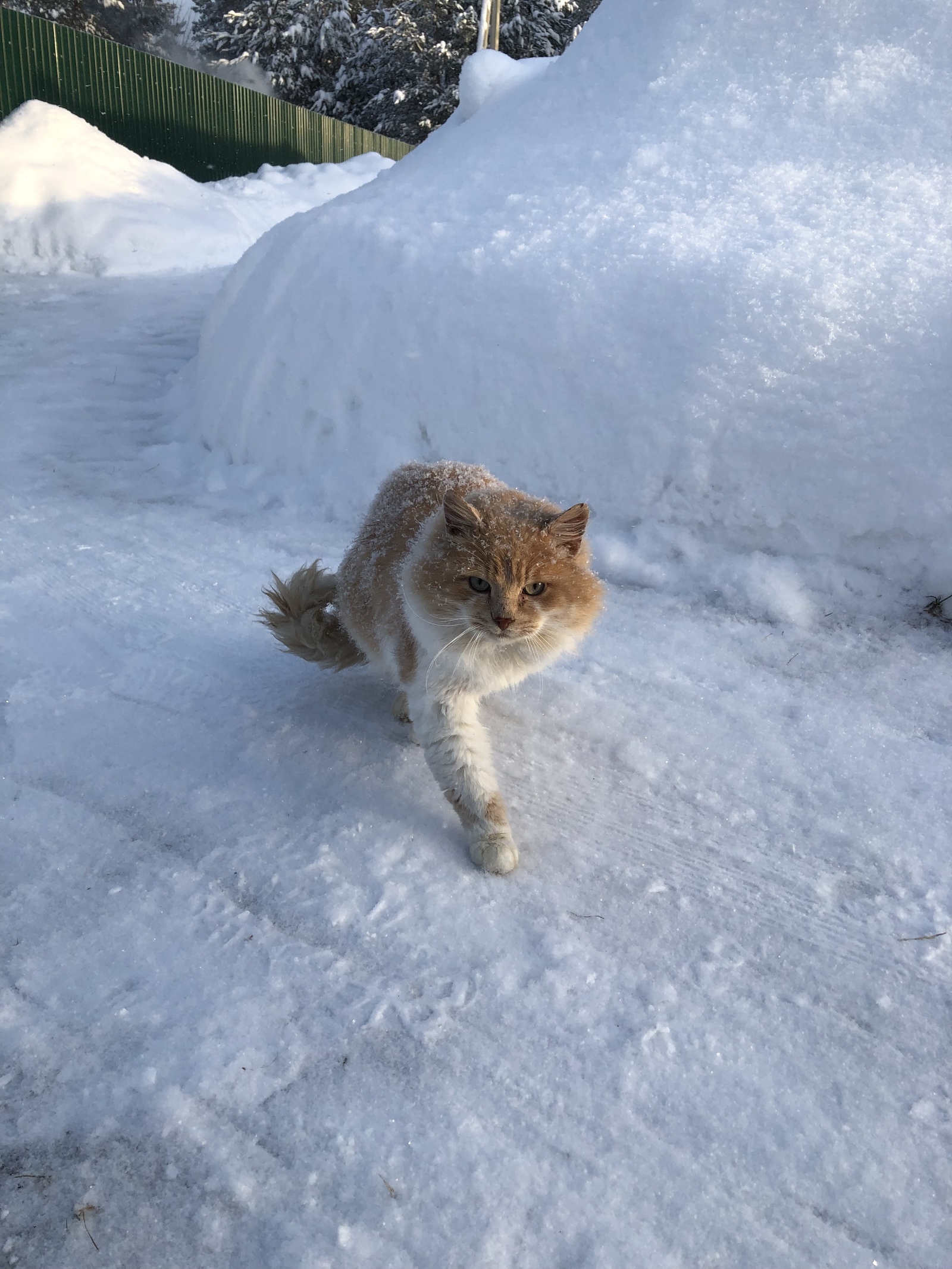 Зимний кот - Моё, Зимний кот, Зима, Рыжая наглая морда, Кот