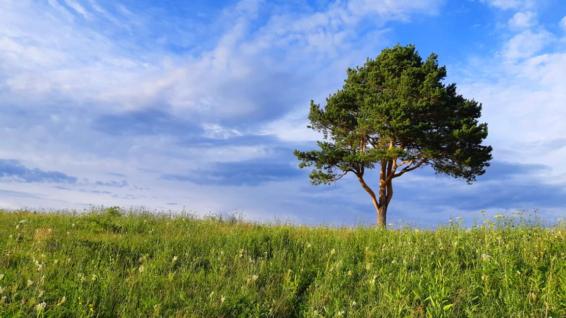 Outdoors - My, Photo on sneaker, The photo, Nature, Longpost