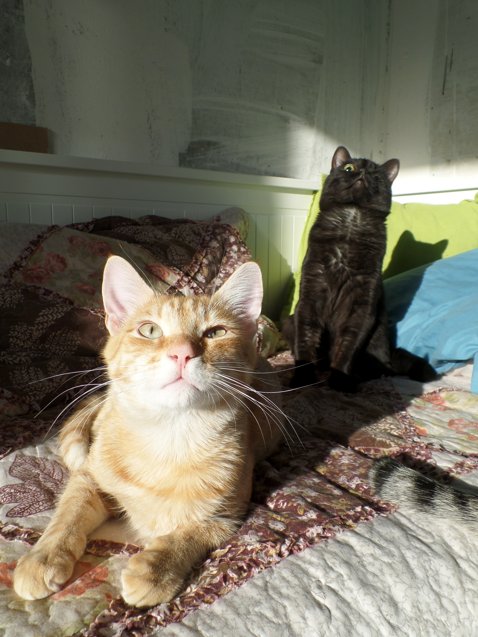 Woman, why are you taking pictures of us again? - My, cat, The photo