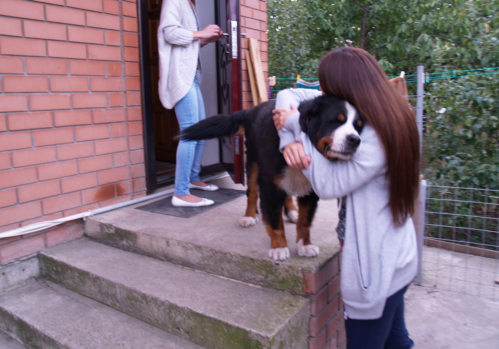 Vanguard - My, Dog, Bernese mountain dog, Friend