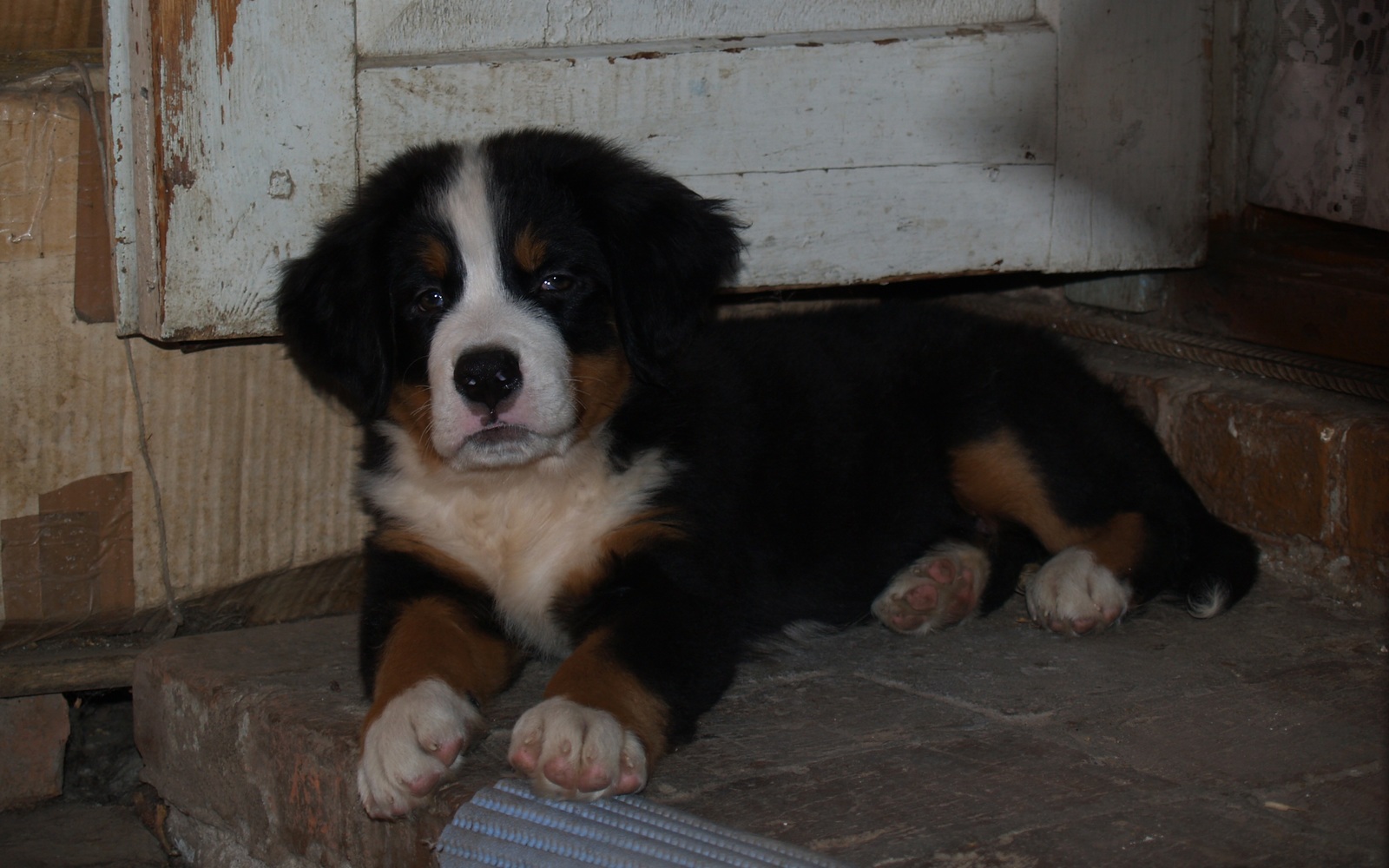 Vanguard - My, Dog, Bernese mountain dog, Friend