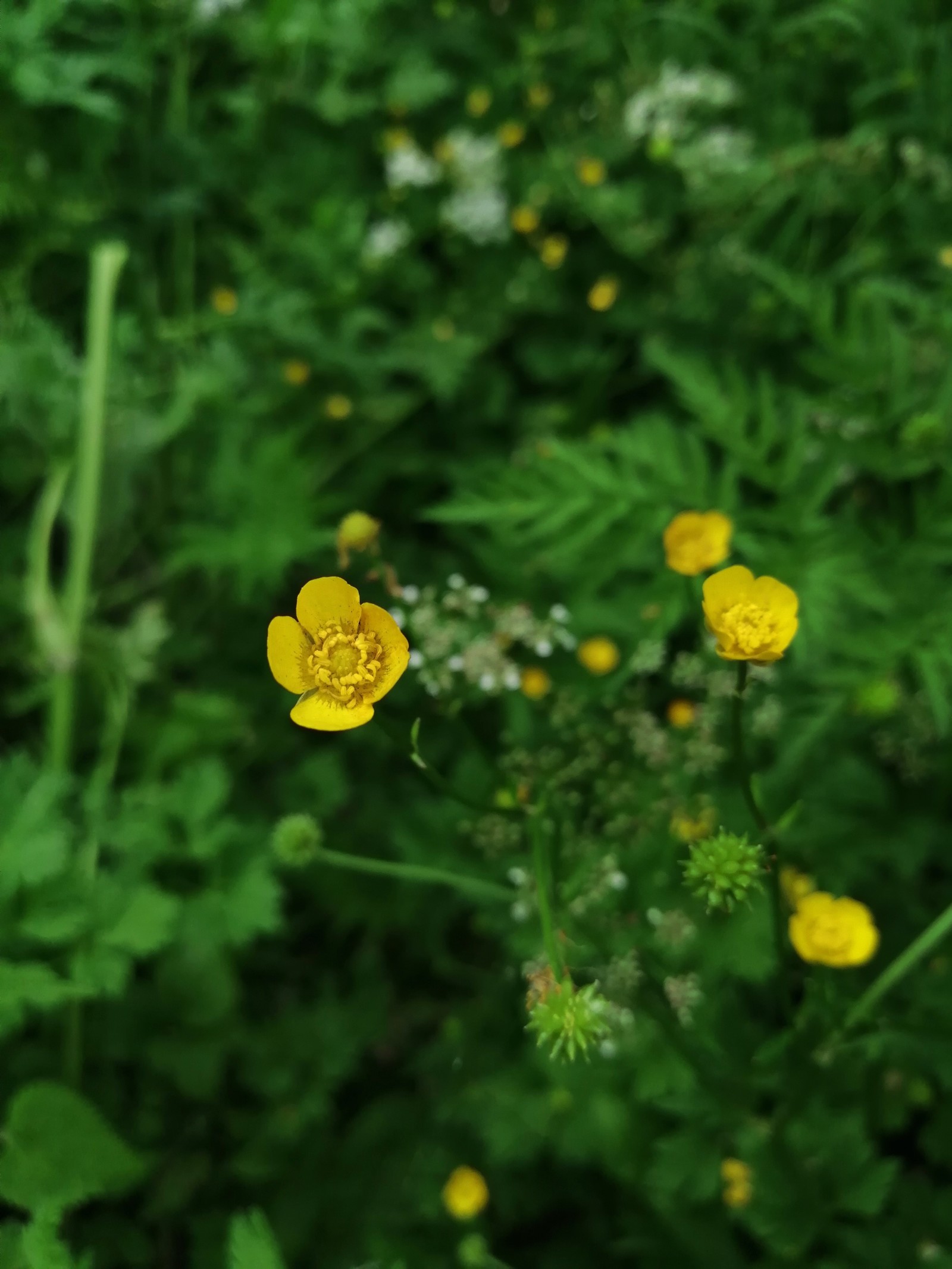 Just a little beauty - My, Plants, Botany, beauty, Nature, beauty of nature, Photo on sneaker, Longpost