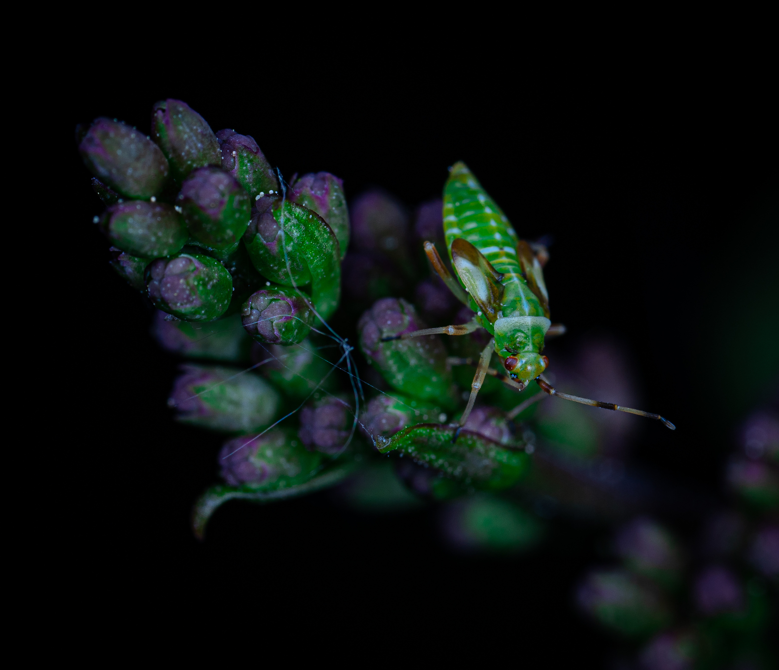 Photographer's Notes - My, Macro, Insects, Macrohunt, The photo, Longpost, Macro photography