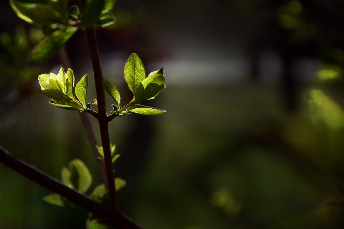 First spring leaves post - My, The photo, Nikon, Longpost, Spring, Nature