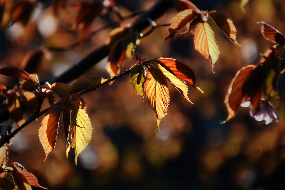 First spring leaves post - My, The photo, Nikon, Longpost, Spring, Nature