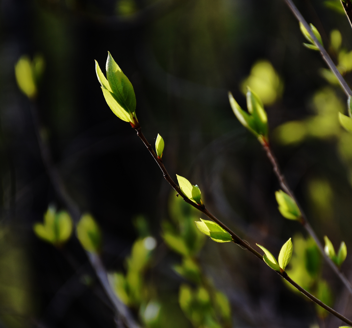 First spring leaves post - My, The photo, Nikon, Longpost, Spring, Nature