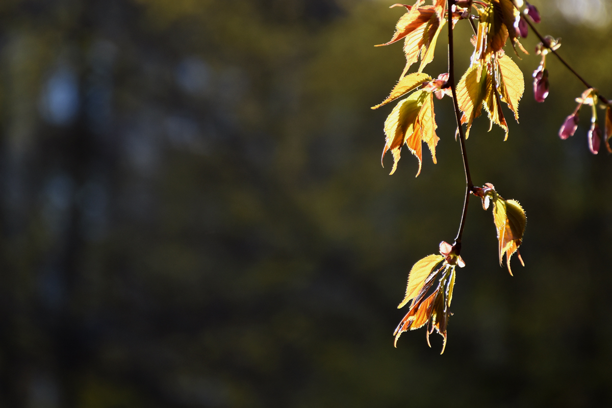 First spring leaves post - My, The photo, Nikon, Longpost, Spring, Nature