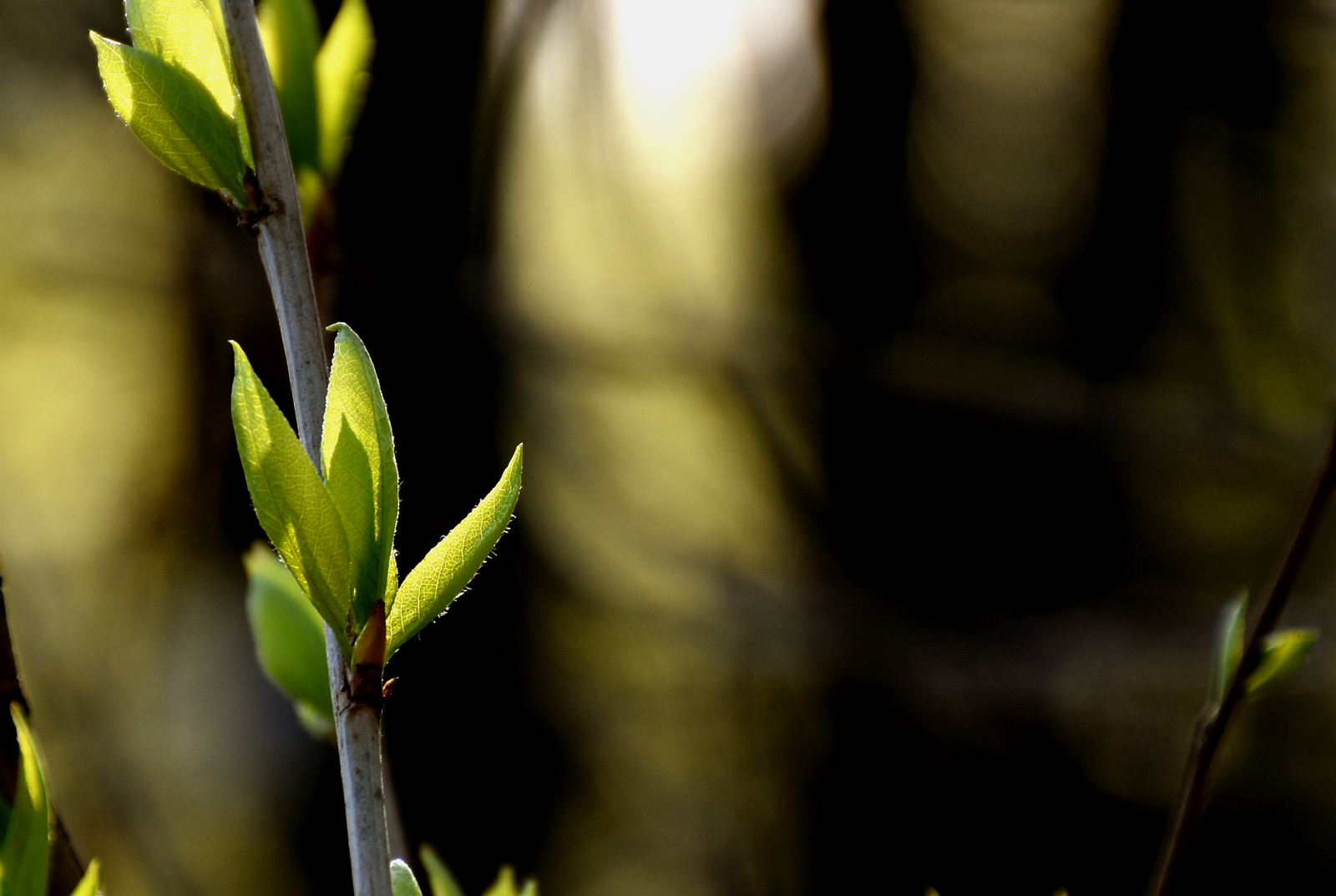 First spring leaves post - My, The photo, Nikon, Longpost, Spring, Nature