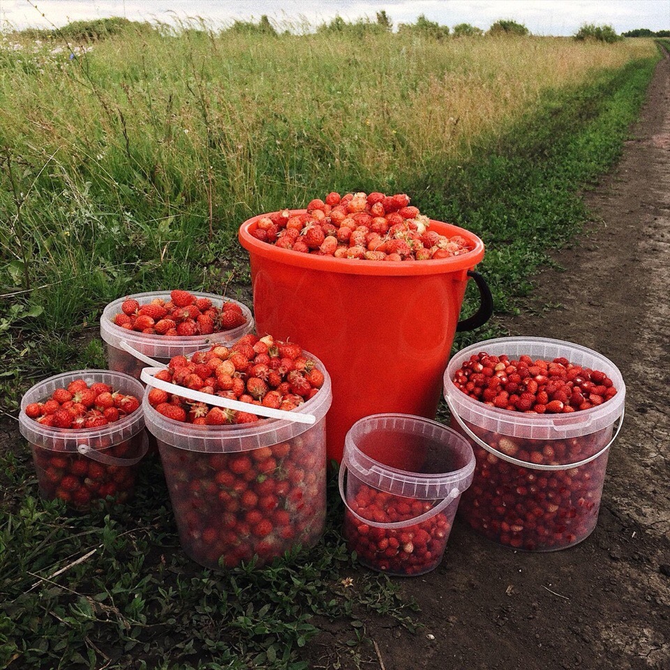 Strawberries in your feed - Strawberry, Berries, Vitamins, The photo