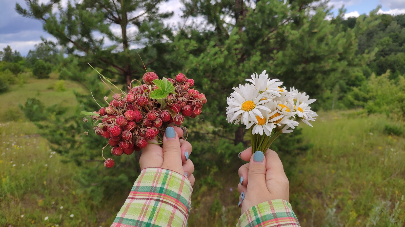 What is summer - My, Summer, Berries, Chamomile, Nature