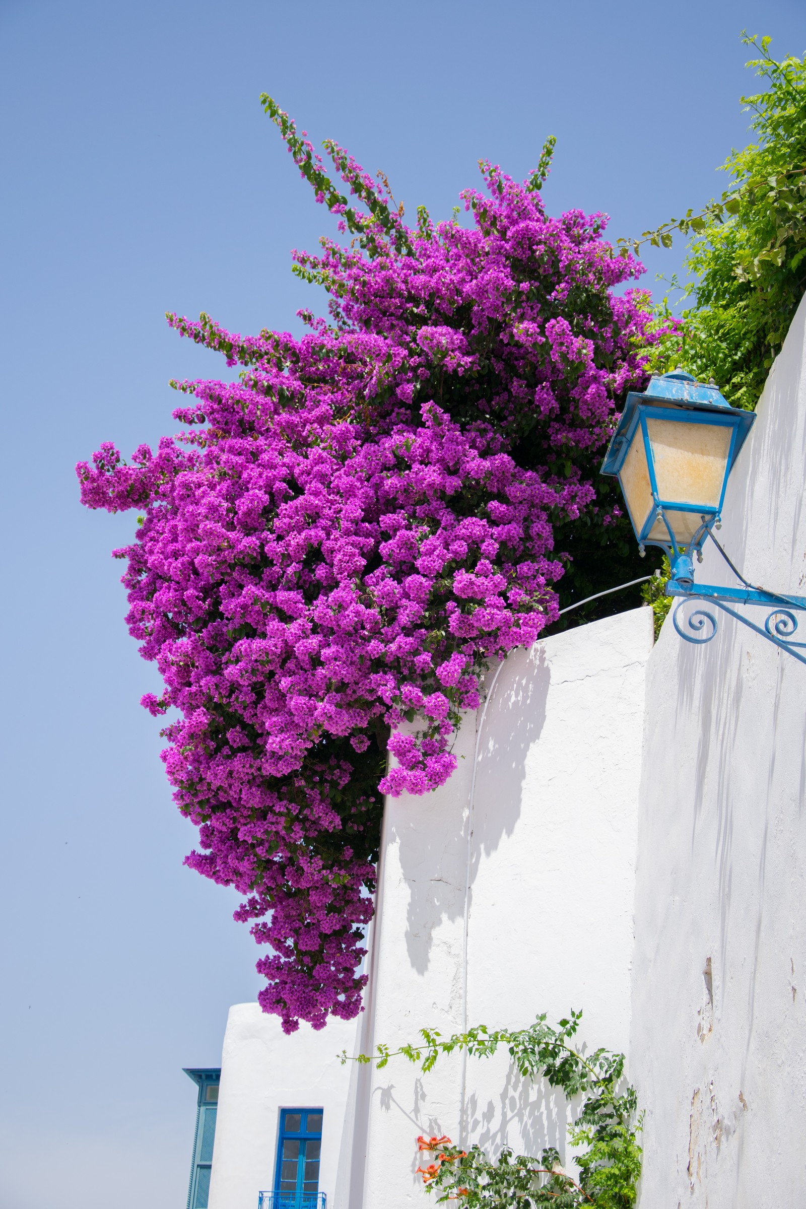 The beauty of flowers in Tunisia - My, Flowers, Bougainvillea, Hibiscus, , Beginning photographer, Tunisia, Longpost