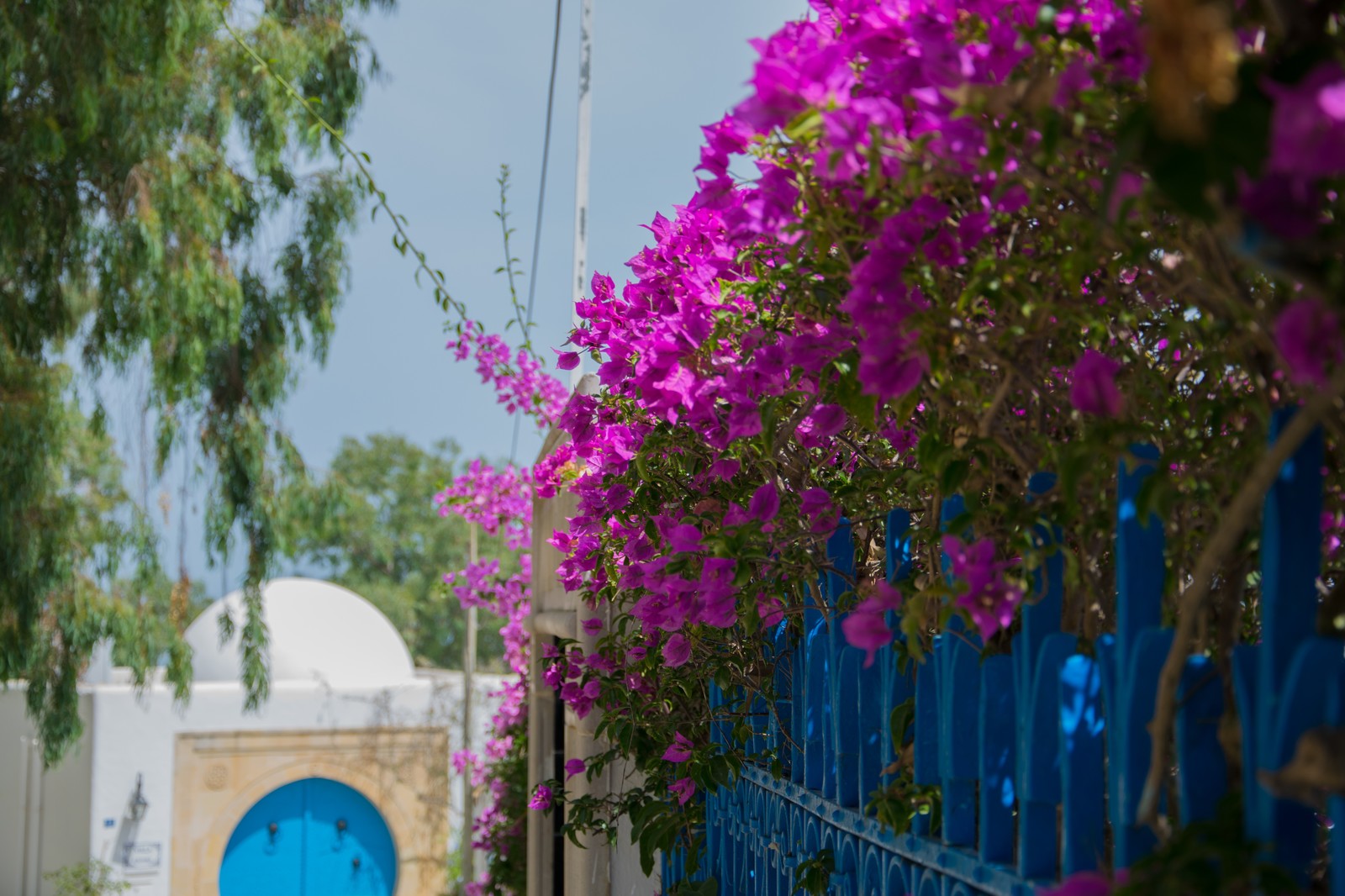 The beauty of flowers in Tunisia - My, Flowers, Bougainvillea, Hibiscus, , Beginning photographer, Tunisia, Longpost