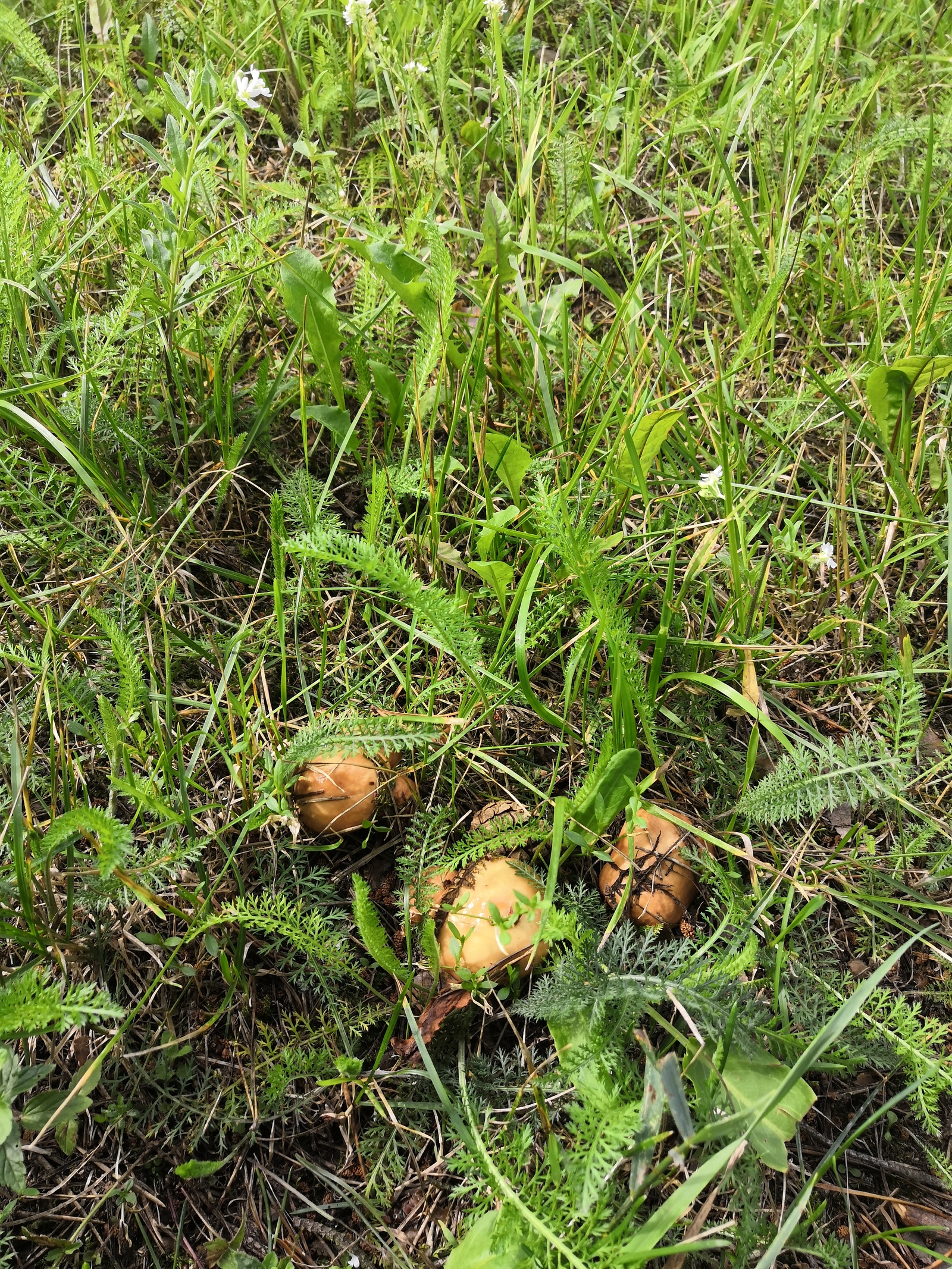 We were waiting at the gate :) the whole gang - My, Mushrooms, Open season, Longpost