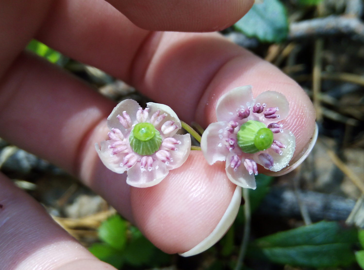 Does anyone know what it's called? - My, Flowers, Жуки, What's this?, Longpost