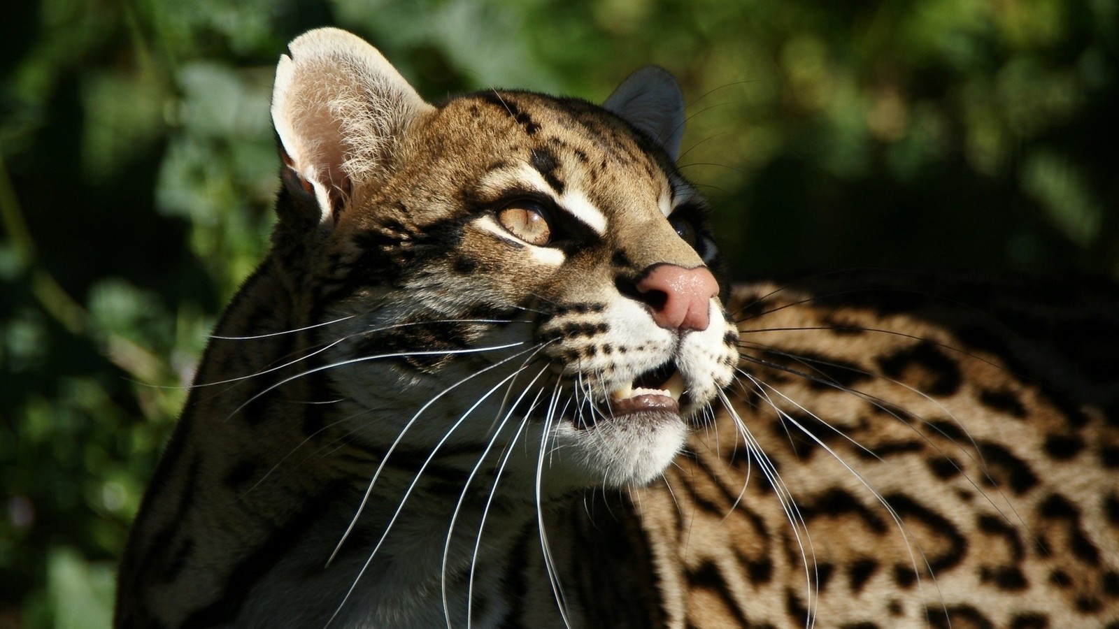 Ocelot - The photo, Ocelot, cat, Longpost