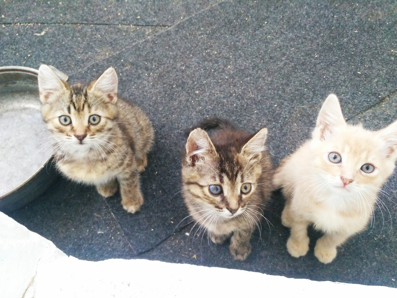 Kittens from Belgorod are looking for caring owners - My, Kittens, In good hands, Longpost, cat, No rating, Belgorod