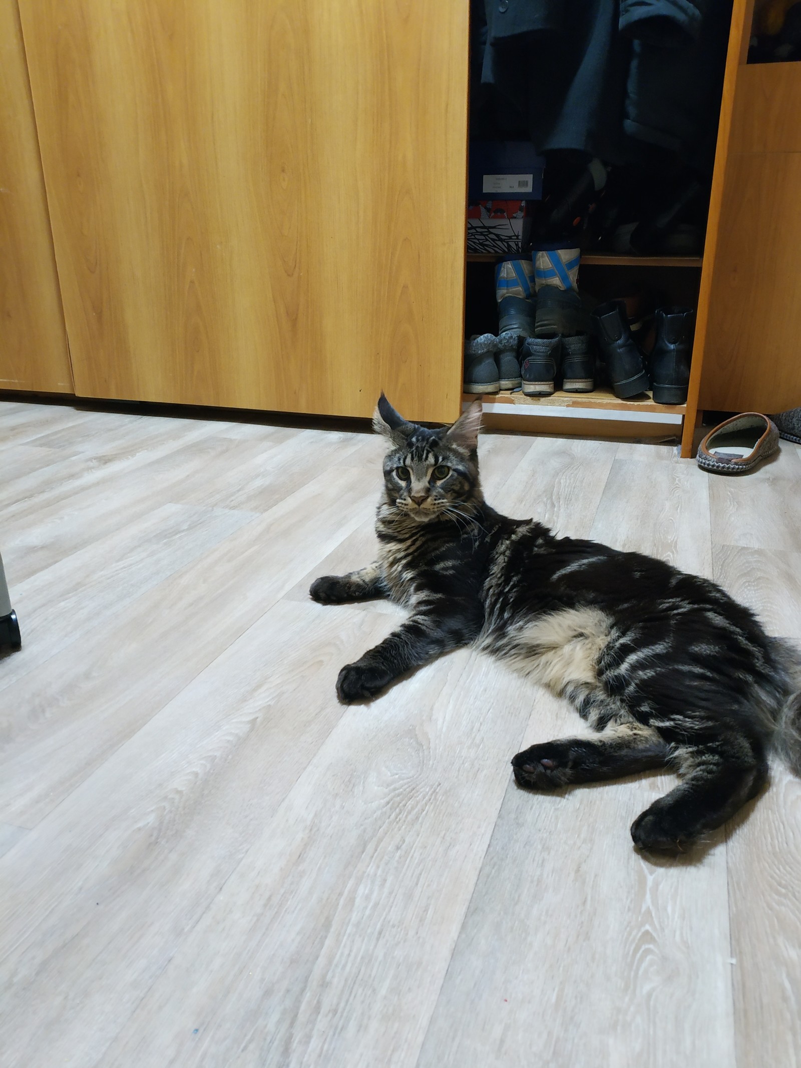 Lost cat! Balashikha - My, cat, Maine Coon, The missing, Catomafia, No rating