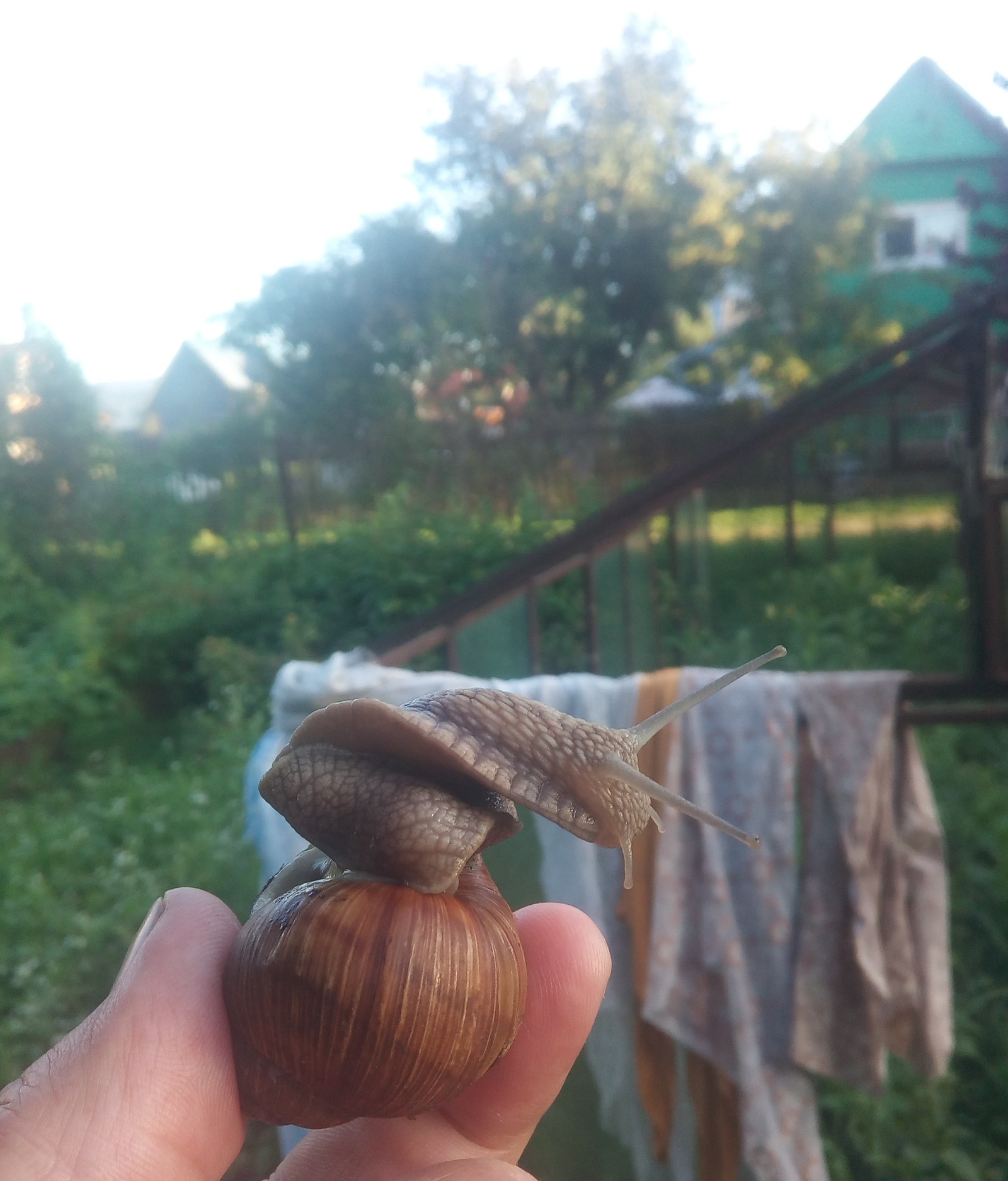 Garden snail. - My, Snail, beauty, Summer, Dacha, Longpost