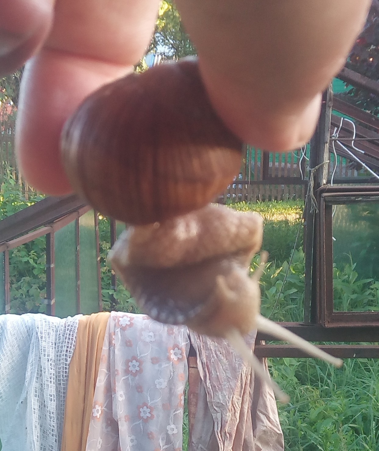 Garden snail. - My, Snail, beauty, Summer, Dacha, Longpost