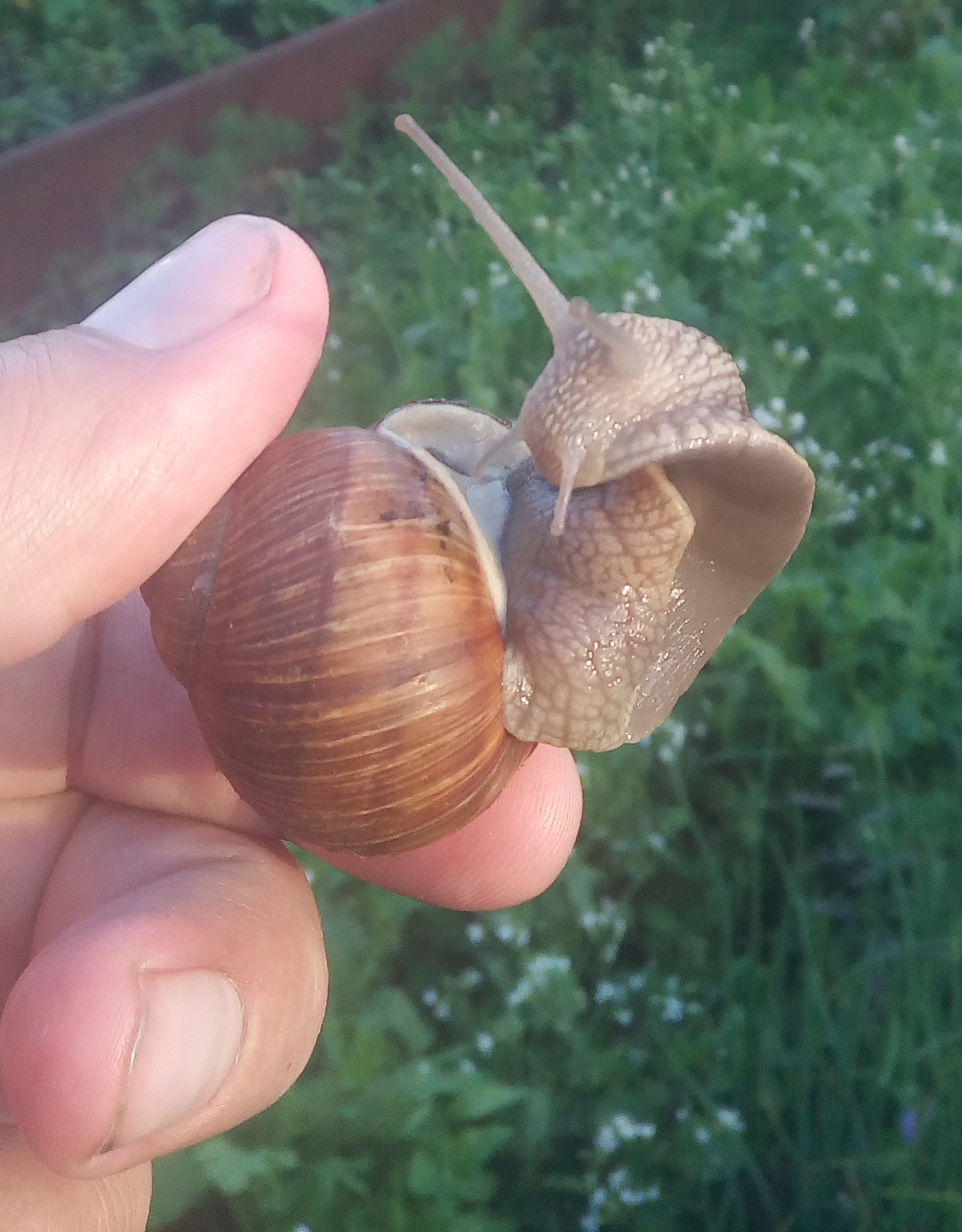 Garden snail. - My, Snail, beauty, Summer, Dacha, Longpost